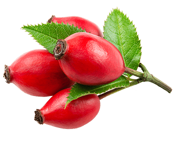 Rosehip