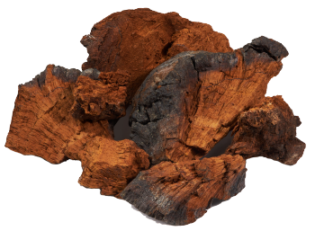 Chaga-svamp