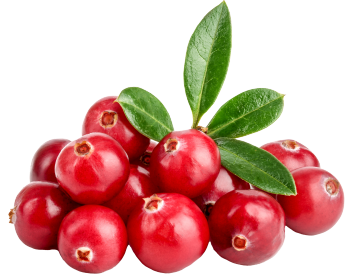 Cranberry Extract