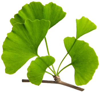 Ginkgo biloba-ekstrakt